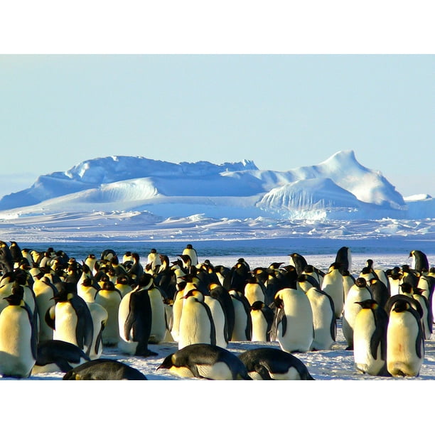 Five Emperor Penguins On The Move Photo Art Print Poster 24x36 inch